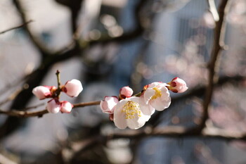  3/20　臨時休業のお知らせ